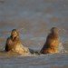 Seal 151109_3
